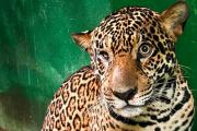 La historia detrás del jaguar que salvaron del río Negro, en el Amazonas