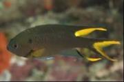 ¡Alerta en las costas! Aparece un nueva especie de pez exótico en aguas del Caribe venezolano