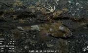 Expedición del CONICET en Chubut y Río Negro: el ataque de una raya y encontraron a un pez con pestañas