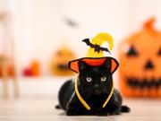 Una ciudad prohíbe adoptar gatos negros en Halloween para evitar ritos y malos tratos
