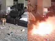 Un perro mordió una batería y provocó un incendio: el hecho quedó captado por las cámaras del hogar