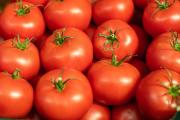 Y no es precisamente en la nevera: experto sorprende con truco milagroso para conservar por más tiempo los tomates