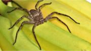 Alerta por “arañas del banano”: un posible peligro para el AMBA