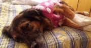 Una aerolínea perdió a su perro y se lo pagaron como si hubiese sido una valija