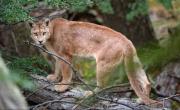Terror por un puma que apareció en el patio de una casa de Santa Fe