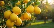 Ni a diario ni una vez por semana: cada cuánto hay que regar el limonero para tener limones grandes en primavera