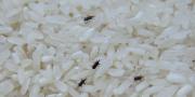 No lo consuma: ordenan retiro de este arroz por grave riesgo de contaminación con piedras y parásitos