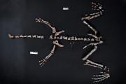 Descubren en La Rioja uno de los dinosaurios más antiguos del mundo: una universidad bonaerense fue clave en el hallazgo