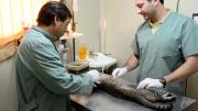 Cipolletti será sede del primer “OktoberVet”: un encuentro inédito de veterinarios del Alto Valle