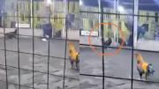 VIRAL: Un gallo mató a picotazos a su propio criador en plena preparación para una pelea