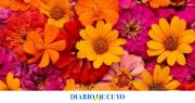 Las 5 plantas ideales para sembrar en octubre y tener una terraza llena de flores en verano