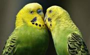 El increíble descubrimiento de la ciencia en las aves que beneficia a la salud mental