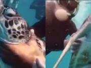 Hacían snorkel, maltrataron a una tortuga marina en peligro de extinción y filmaron el hecho