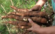 Implementan proyecto “Mi Yuca” en comunidades de Minero para fortalecer la producción del tubérculo