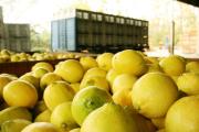 Tucumán mantiene un rol dominante en las exportaciones nacionales de limón