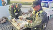 Ocultaban 166 tortugas entre bolsas de cebolla y terminaron detenidos en plena Ruta 34