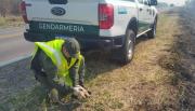 Una cría de oso melero escapó del fuego y fue rescatada por gendarmes en Orán