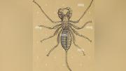 Científico británico descubre nuevo insecto de apariencia metálica