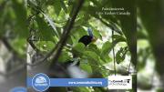 Bolivia llega al top 5 del mundo con 814 aves registradas en el October Big Day