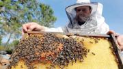 El 'superalimento' de Oxford; la nueva esperanza para el rescate de las abejas