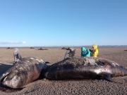 Dramático hallazgo en Tierra del Fuego: aparecieron 26 orcas muertas en una playa del norte de la provincia