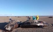 Aparecieron 26 orcas muertas en Tierra del Fuego