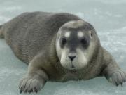 Tres especies de focas del Ártico en peligro por cambio climático alarmante