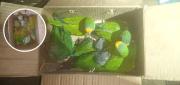 POLICÍA RESCATA LOROS ENVIADOS COMO ENCOMIENDA
