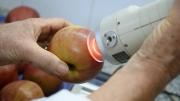 Menos pérdidas, más calidad: el reto de la poscosecha frutihortícola