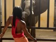 Entró al recinto de un elefante, lo provocó y terminó en problemas