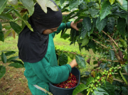 Mérida arrancó la zafra cafetalera 2025