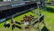 La Expo Bovinos 2025 abre sus puertas en Junín de los Andes