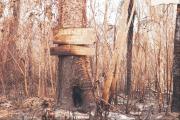 Incendios restan más del 50% de la productividad de los bosques en Santa Cruz
