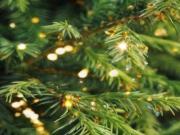 Descubren un grupo de árboles en Finlandia que tienen oro