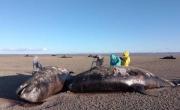 Investigan el misterioso varamiento de orcas en Tierra del Fuego