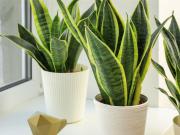 Feng Shui: los lugares prohibidos para la planta lengua de suegra