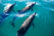 Los delfines también están padeciendo de alzhéimer debido a las algas tóxicas