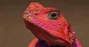 Conoce al reptil africano que tiene colores de superhéroe