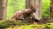 Condenaron a un joven por matar a un cachorro de puma y filmar la agresión