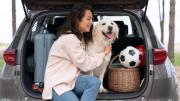 ¿Querés viajar con tu mascota? Todos los trámites y papeles que necesitás para salir del país sin problemas