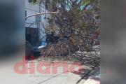 La caída de un árbol causó temor y generó caos vehicular en pleno Centro