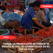 Tarija: La producción de tomate se reduce al 10%, se comercializa en bs. 240 la caja