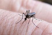 Con el calor y el verano, vuelve el riesgo del dengue: recomendaciones de Salud de Neuquén