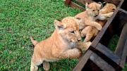 Comiendo y creciendo: Así están los tres leoncitos tras casi dos meses de haber nacido en el Zoológico de Mérida