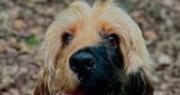 Ralphie, el cocker spaniel que causa furor en las redes sociales