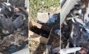Macabro hallazgo: descubren animales mutilados