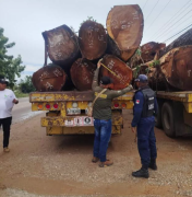 Confiscan productos forestales por violar Ley Orgánica del Ambiente y Ley de Bosques