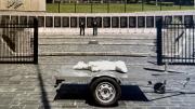Muestra del tráiler”, una obra que expone obra