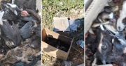 Encontraron en La Plata una caja repleta de cabezas de animales muertos a metros del supermercado Carrefour