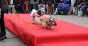 El divertido desfile de mascotas vuelve a La Plata y esta vez será en versión Halloween